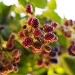 Red-Mulberry