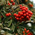 Rainy season fruits, crab apples