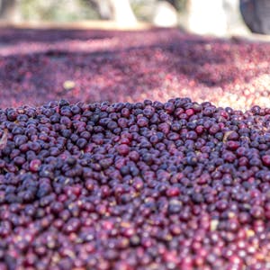 Rainy season fruits, huckleberries