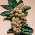 Image featuring longan fruits in this series of 14 single fruits.